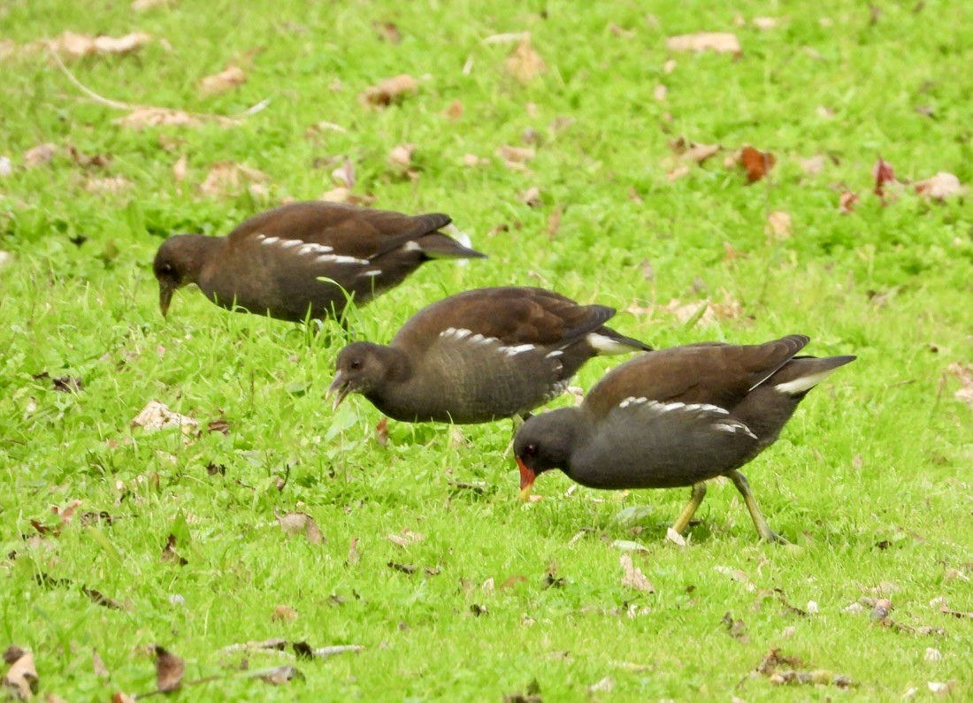 Eurasian Moorhen - ML644149539