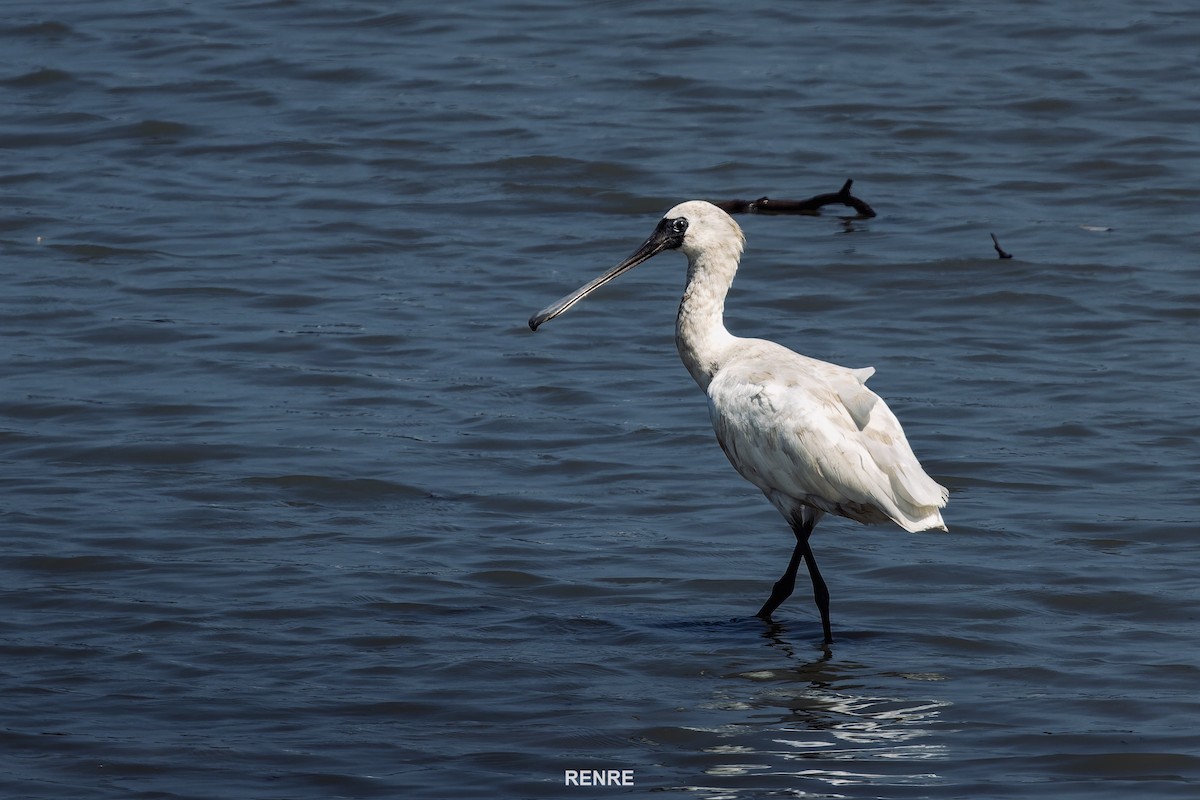 Black-faced Spoonbill - ML644149540