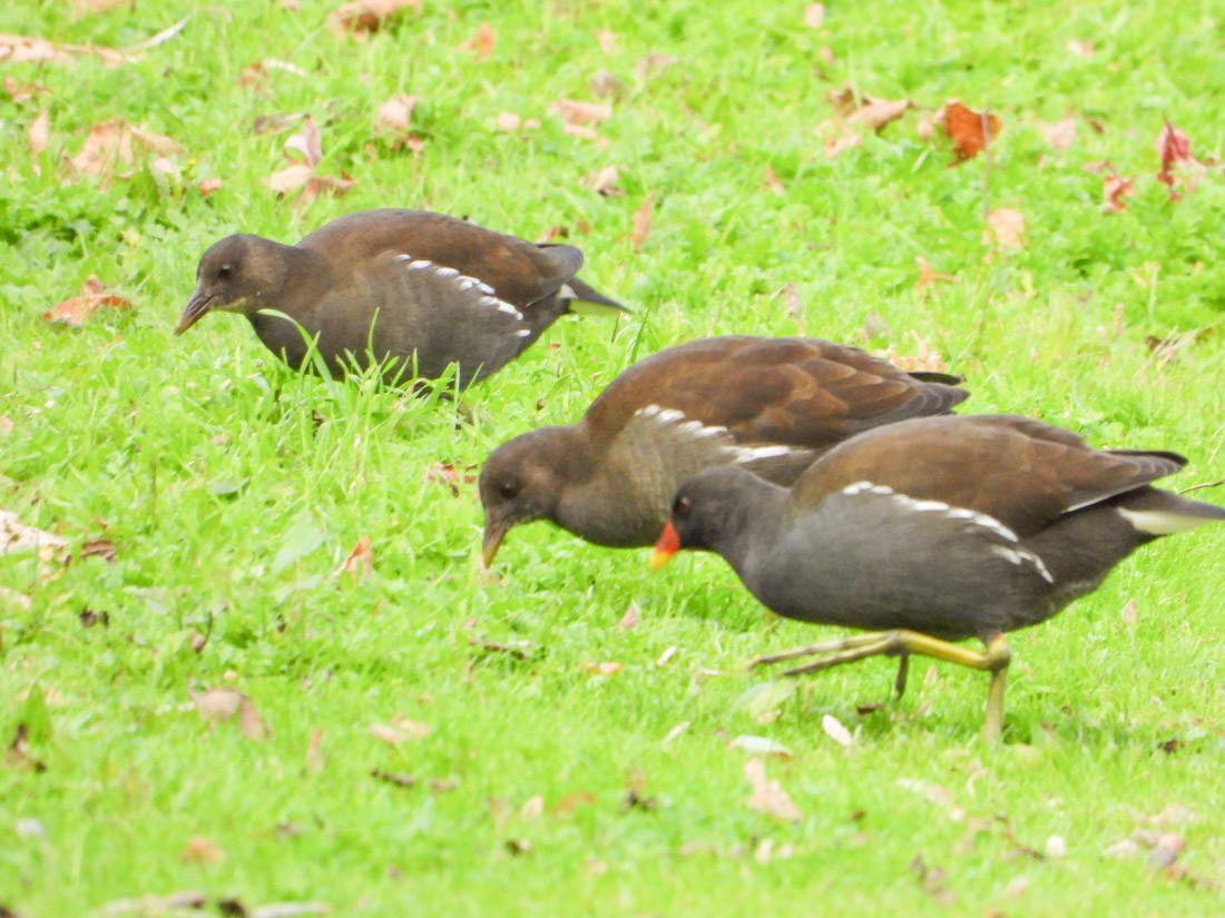 Eurasian Moorhen - ML644149541