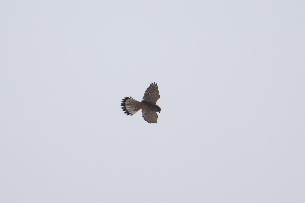 Eurasian Kestrel - ML644149545