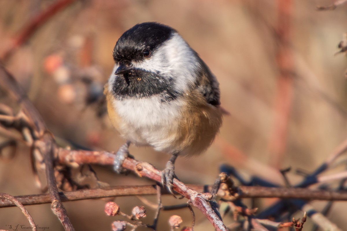 Black-capped Chickadee - ML644149551