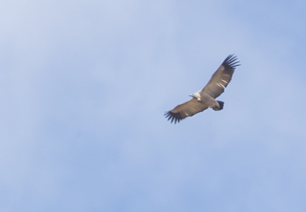 Kapgeier - ML644149556