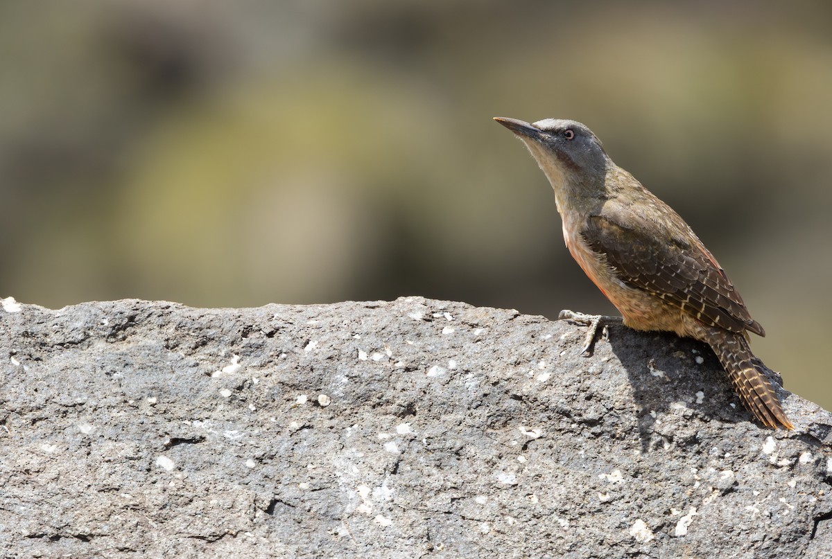 Pic laboureur - ML644149563