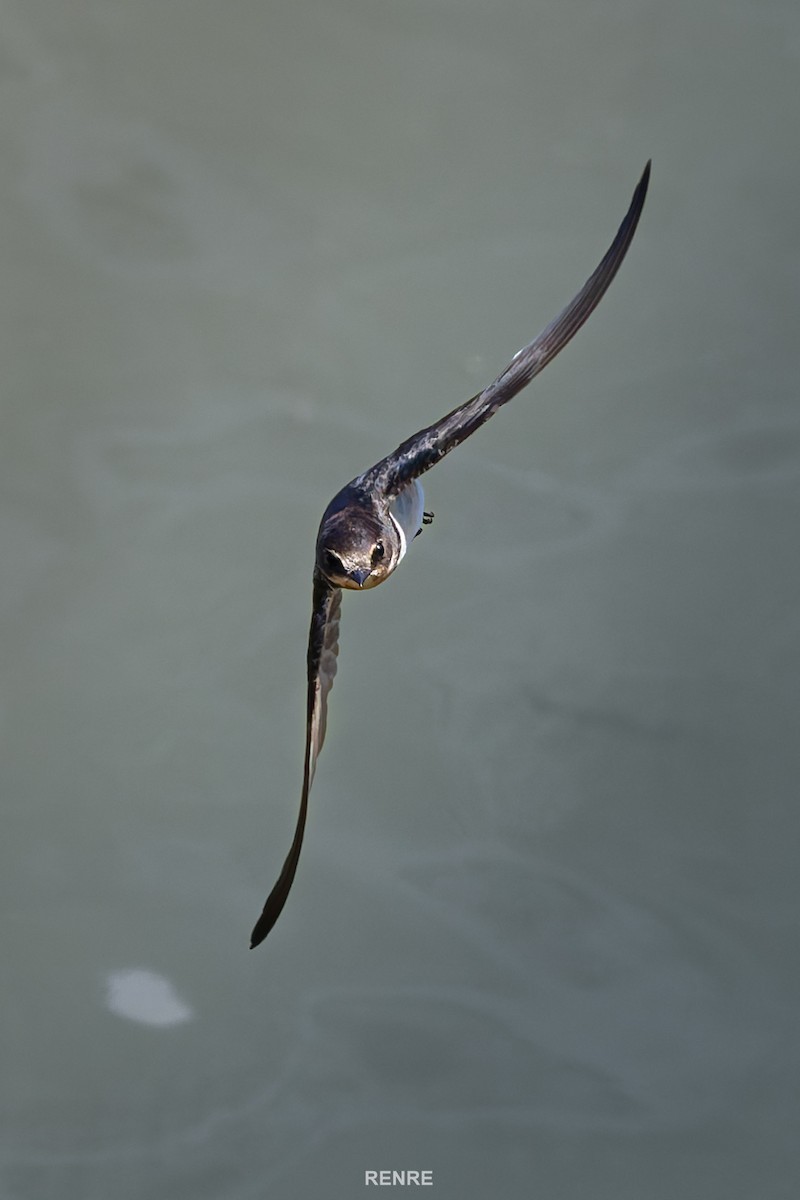 Barn Swallow - ML644149565
