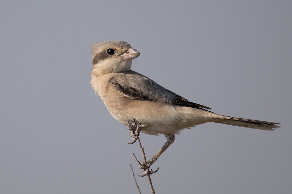 Lesser Gray Shrike - ML644149567