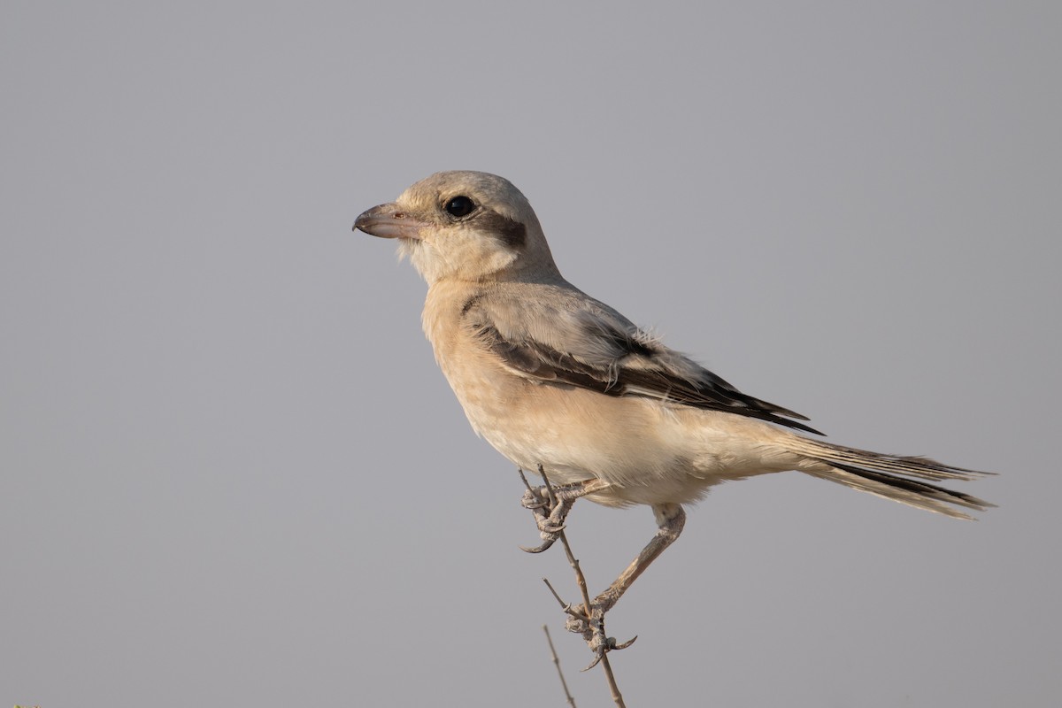 Lesser Gray Shrike - ML644149568