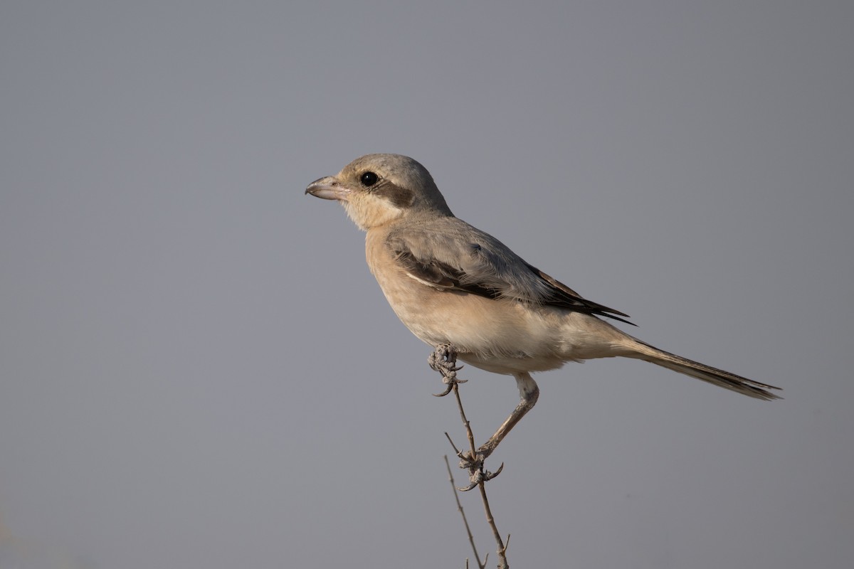 Lesser Gray Shrike - ML644149569