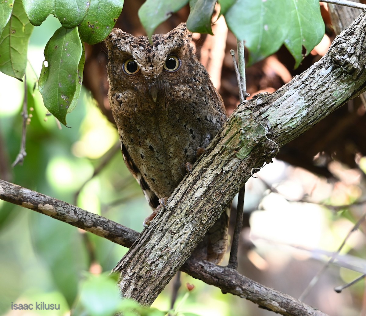 Sokoke Scops-Owl - ML644149575