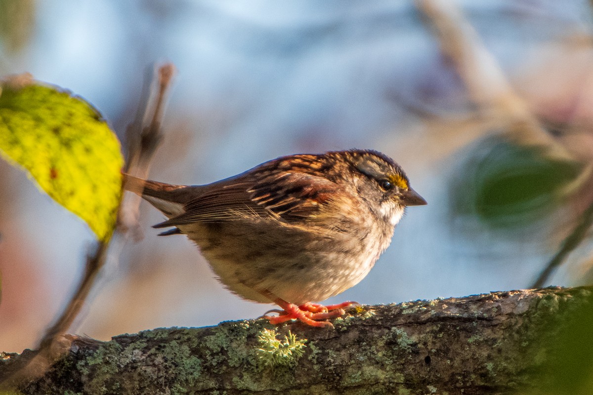 White-throated Sparrow - ML644149587