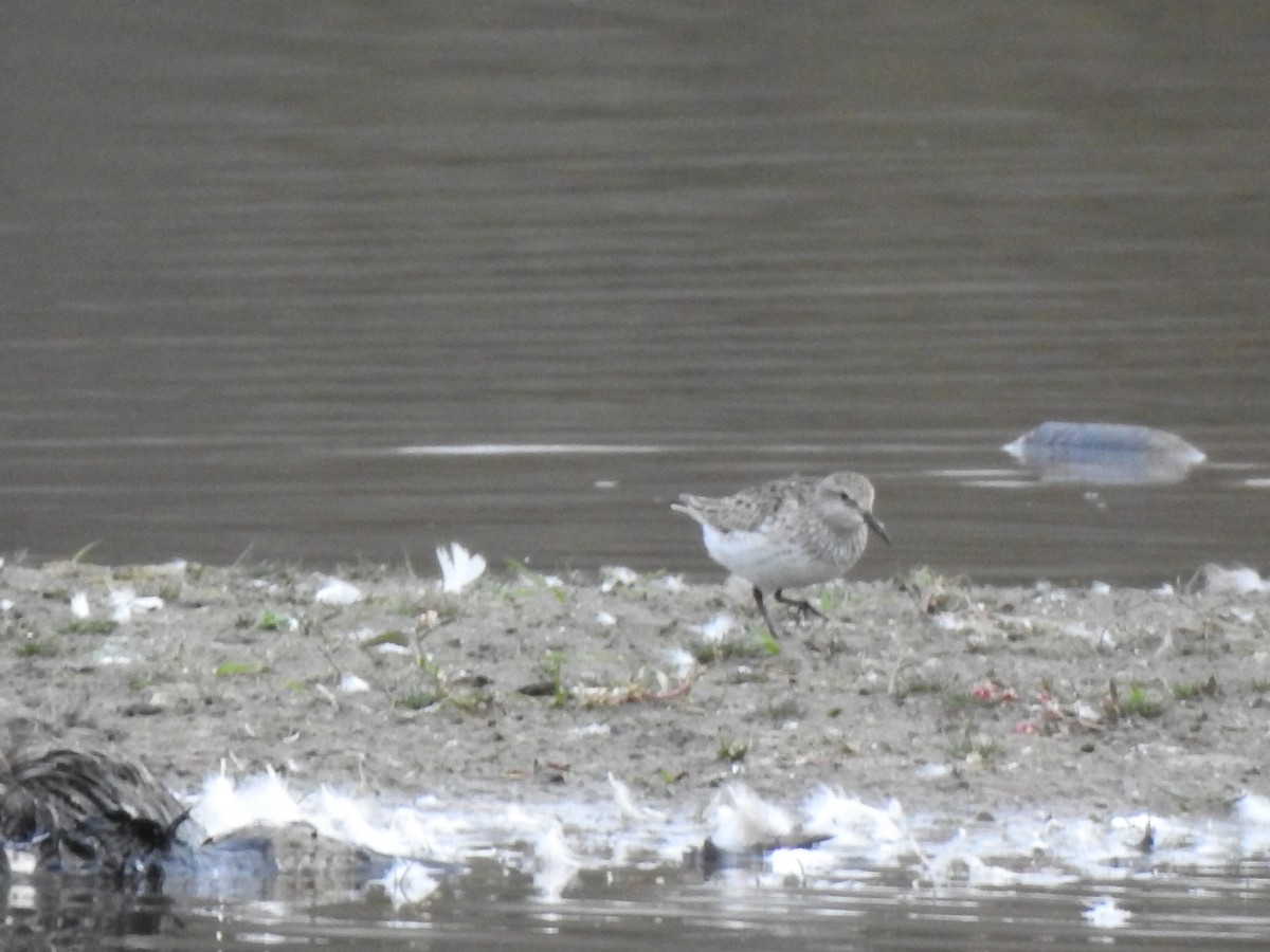 White-rumped Sandpiper - ML644149595