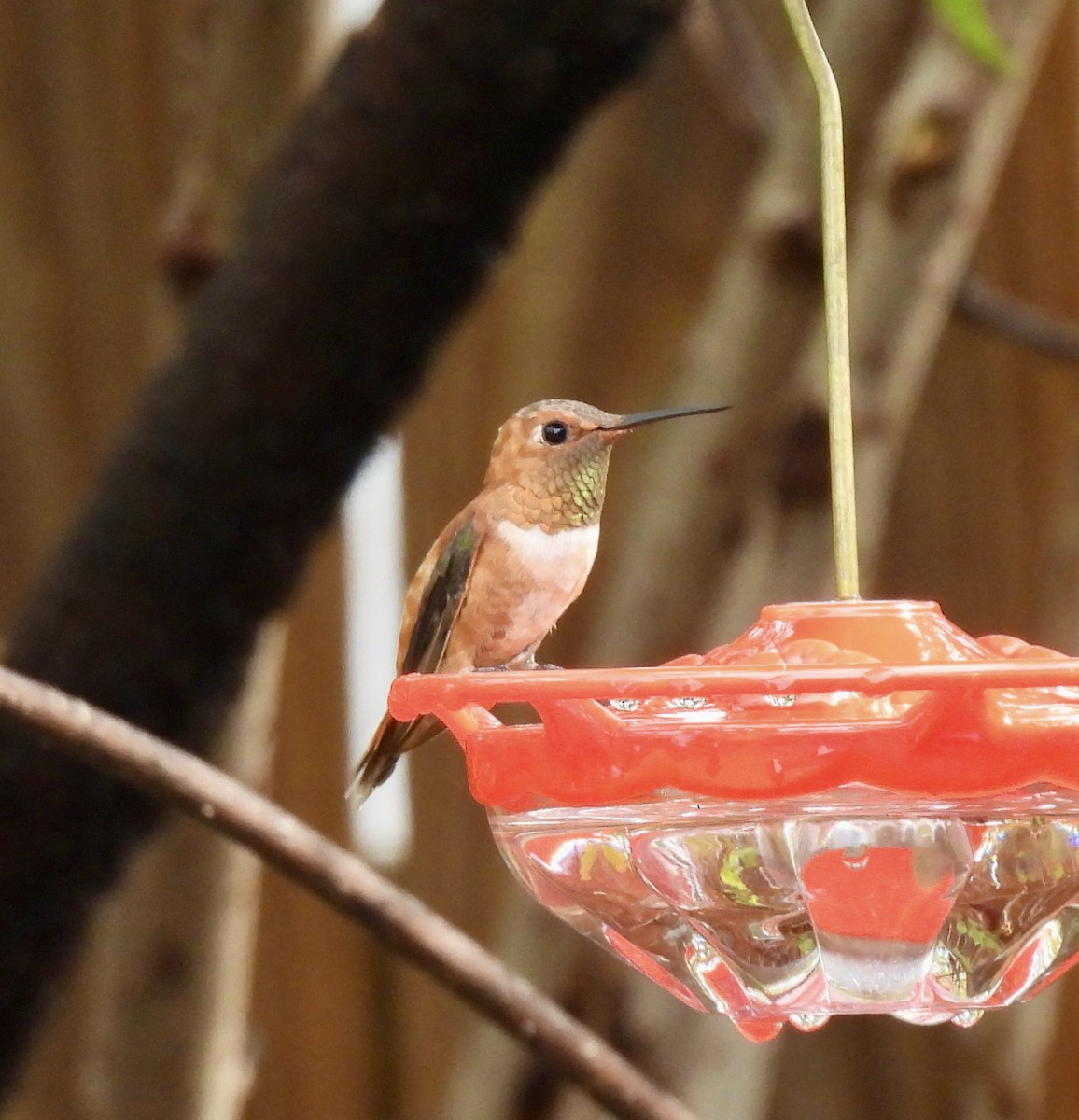 Rufous Hummingbird - ML644149596
