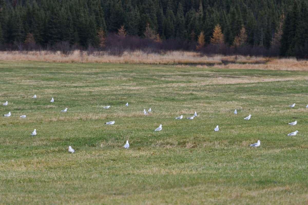 Ring-billed Gull - ML644149597
