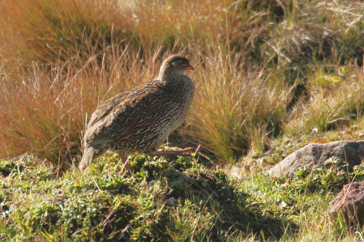 Chestnut-naped Spurfowl (Northern) - ML644149601