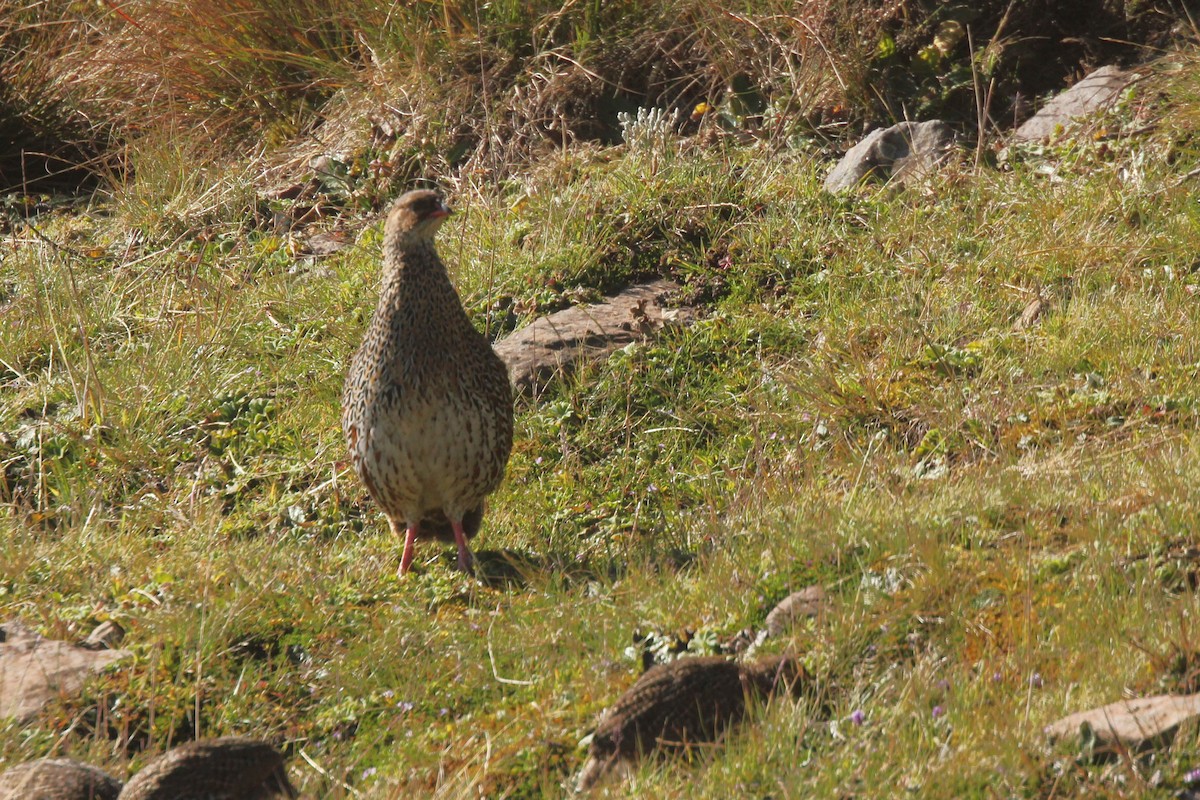 Chestnut-naped Spurfowl (Northern) - ML644149602