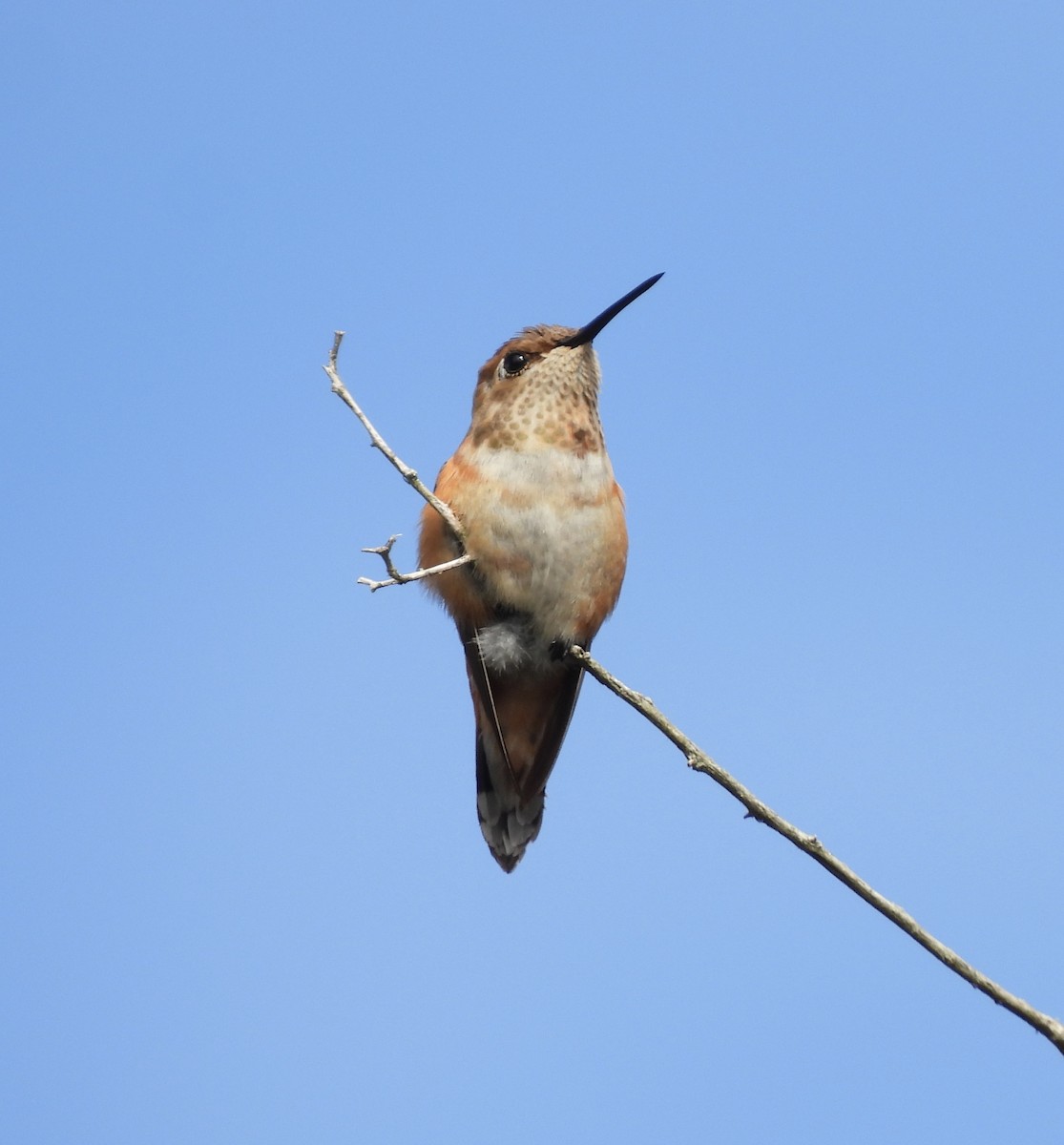 Rufous/Allen's Hummingbird - ML644149612