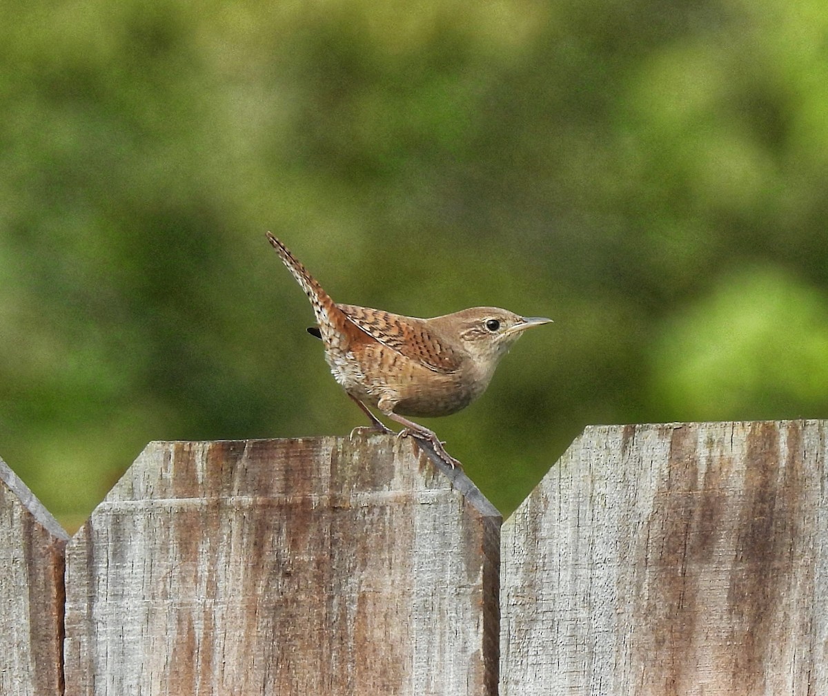 Northern House Wren - ML644149617