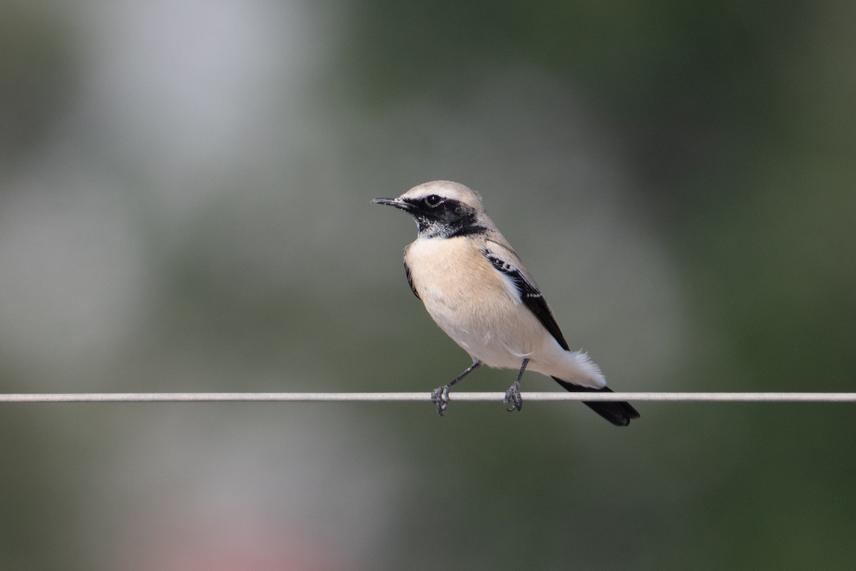 Desert Wheatear - ML644149618