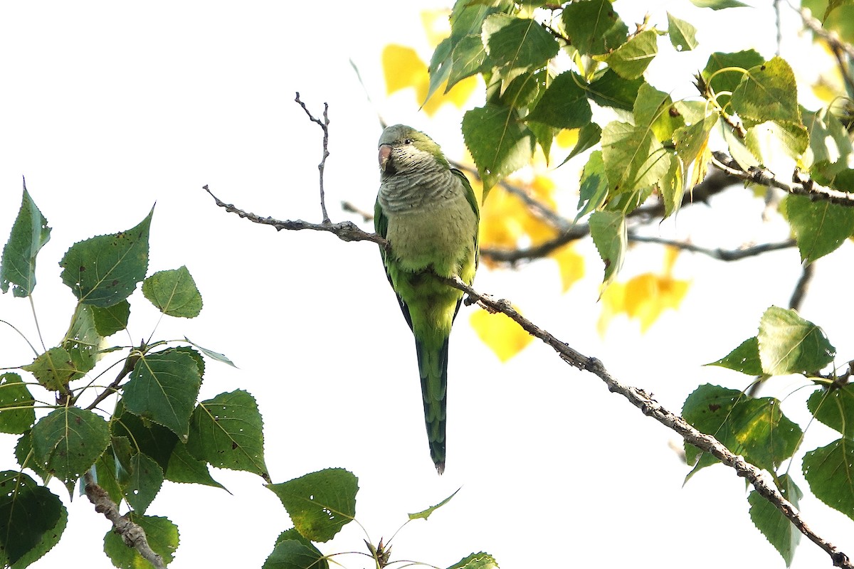 Monk Parakeet - ML644149653