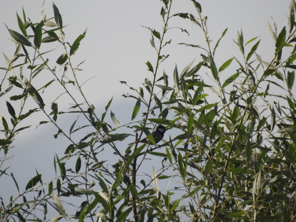 シジュウカラ（cinereus グループ） - ML644149658