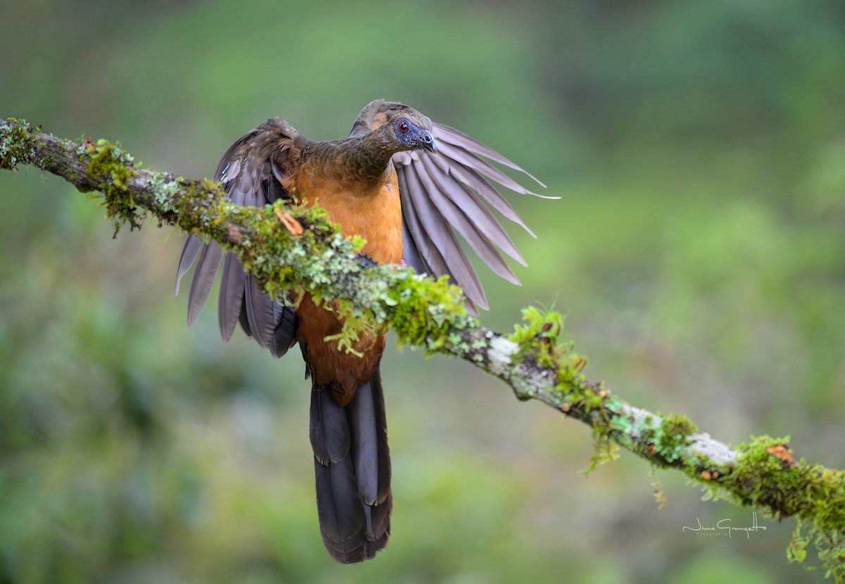 Sickle-winged Guan - ML644149678