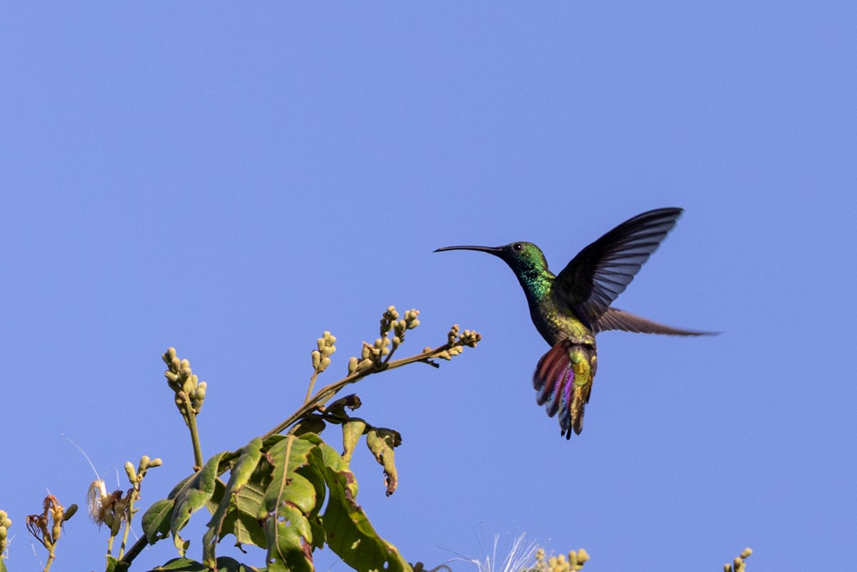 grønnstrupemango - ML644149683