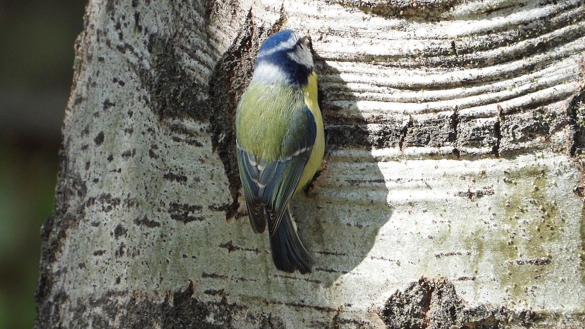 Blaumeise - ML644149688