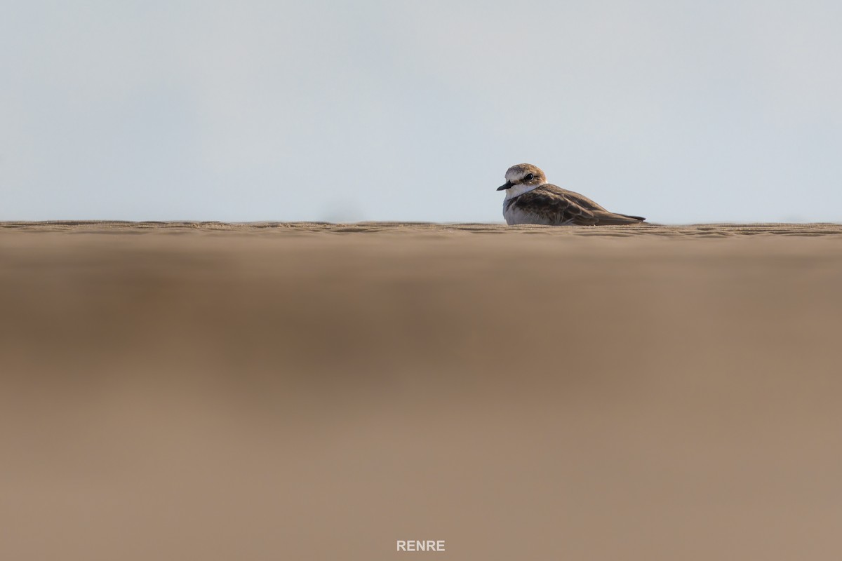 White-faced Plover - ML644149712