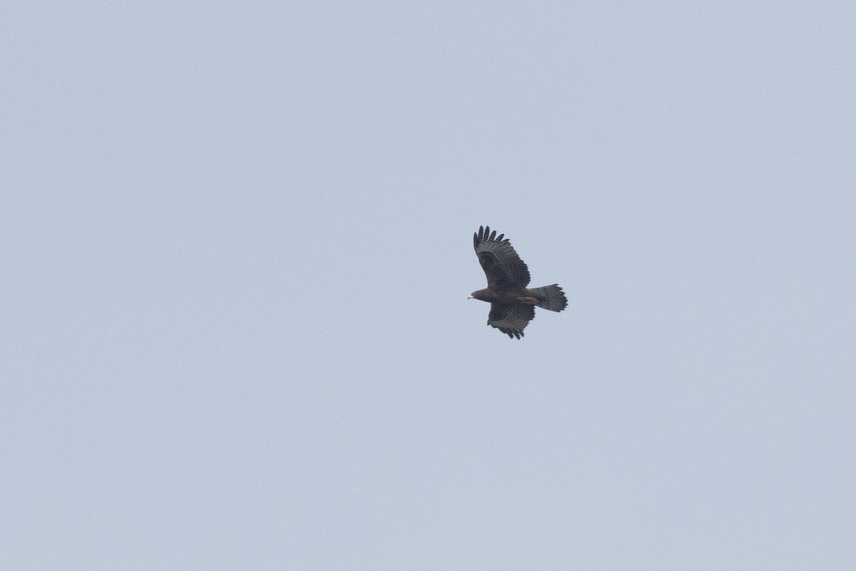Oriental Honey-buzzard - ML644149714