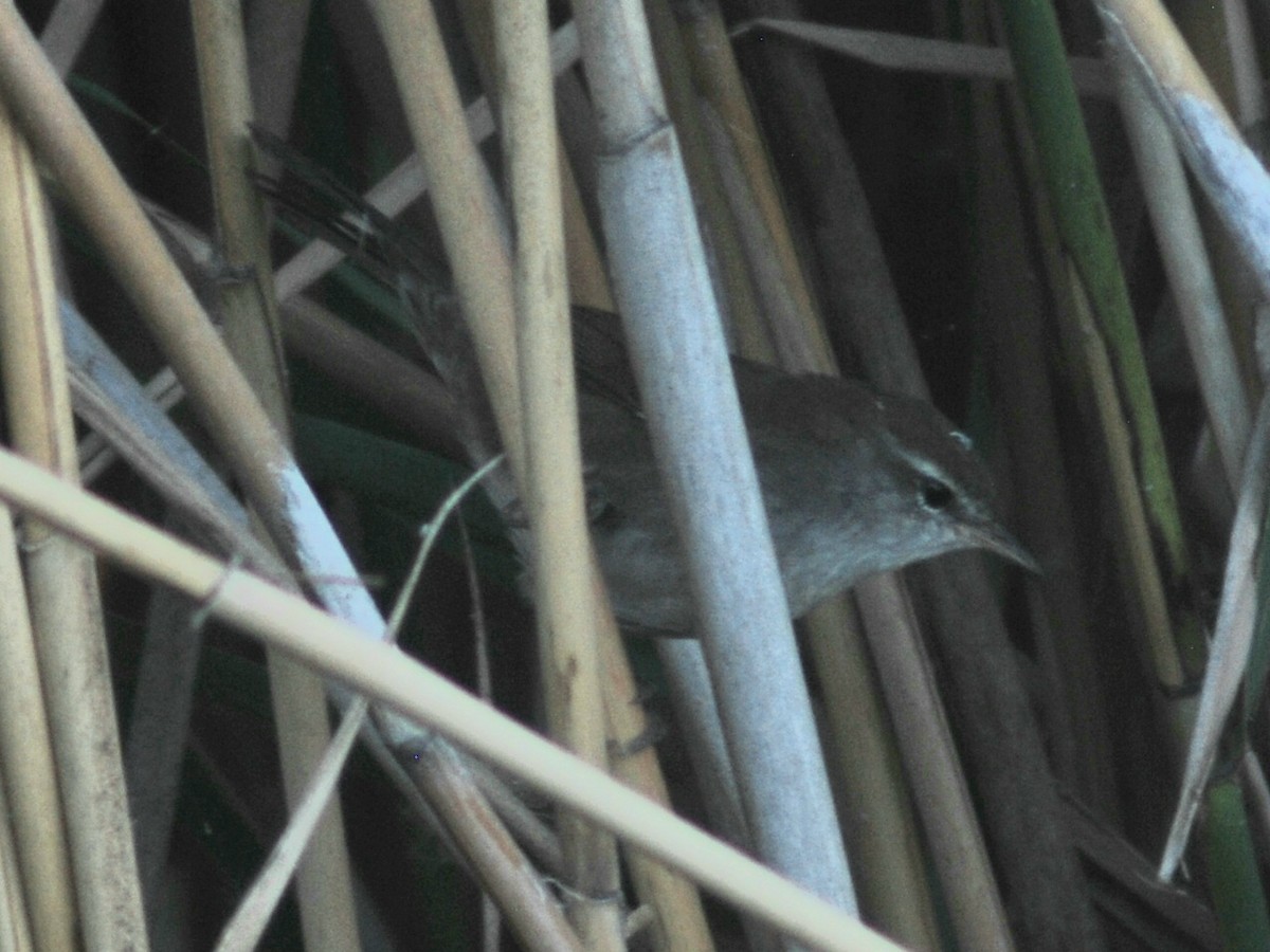 Errekatxindorra - ML644149722