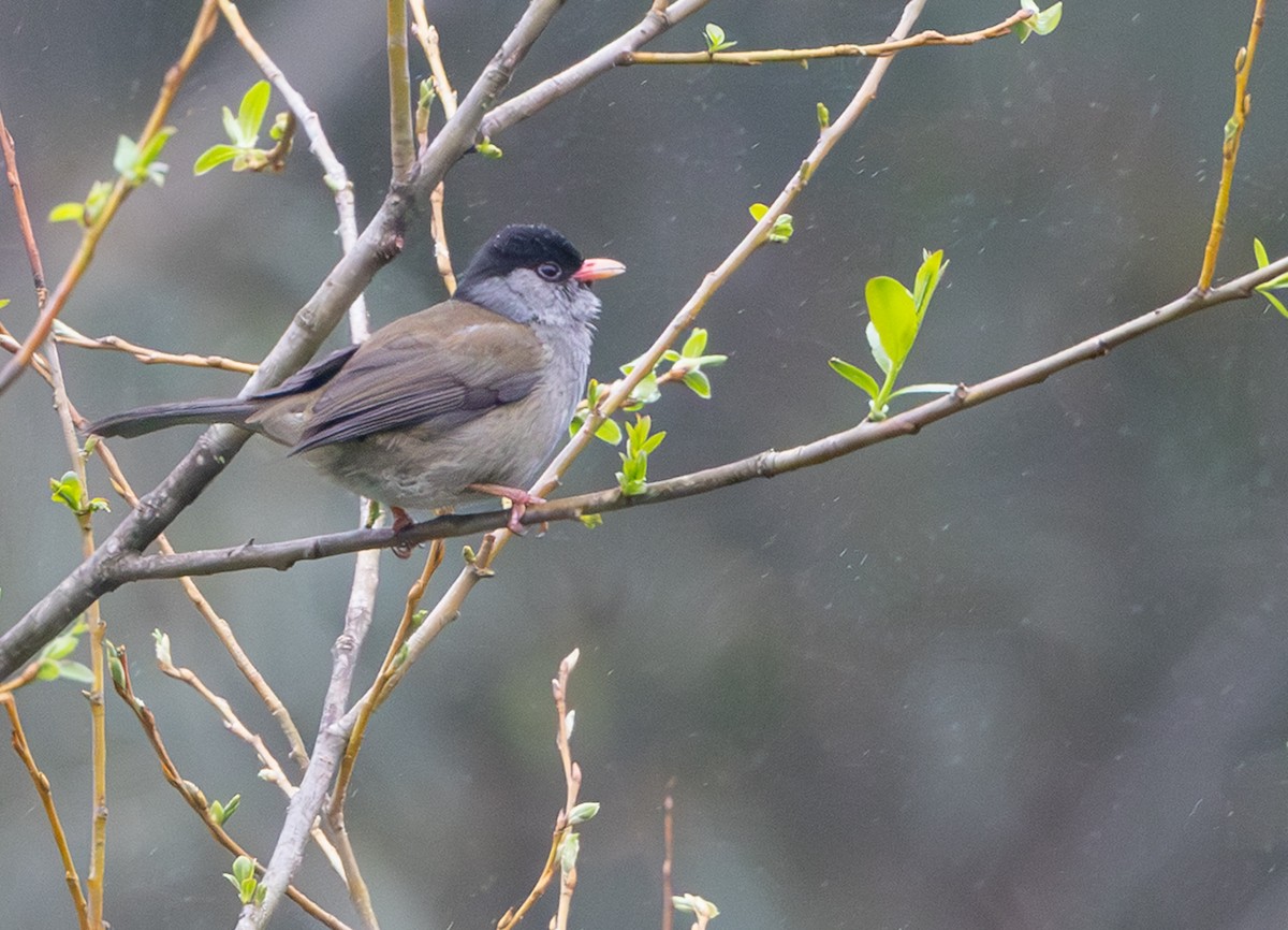 Kappengrasmücke - ML644149725