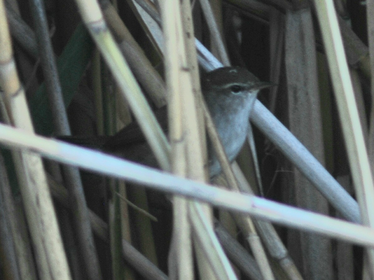 Errekatxindorra - ML644149728