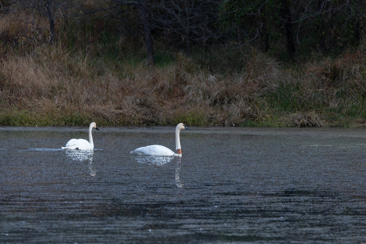 Trumpeter Swan - ML644149732