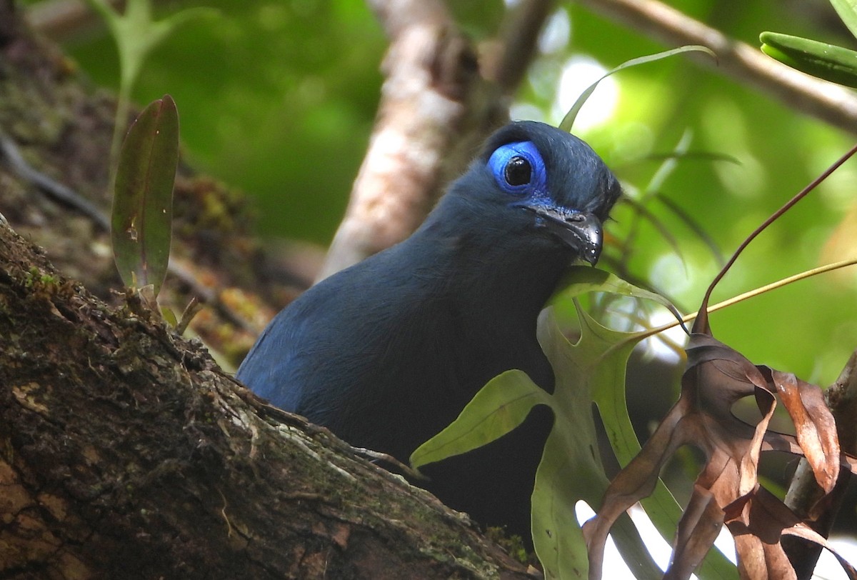 Blue Coua - ML644149734