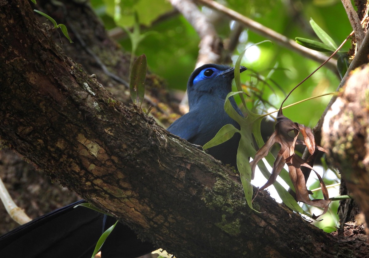 Blue Coua - ML644149735