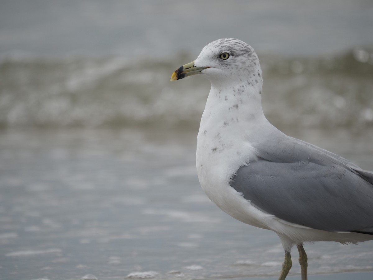 Ring-billed Gull - ML644149742