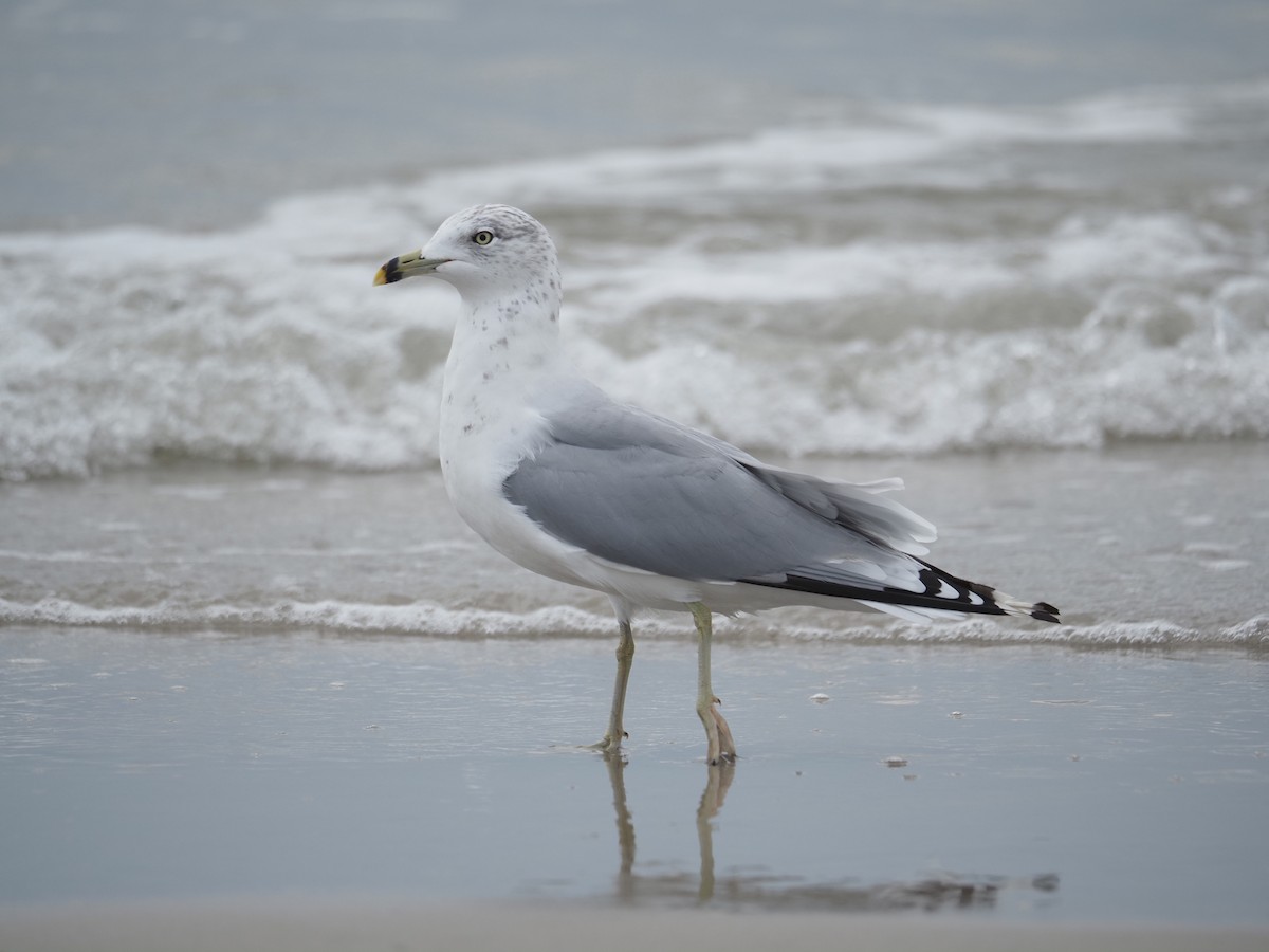 Ring-billed Gull - ML644149743