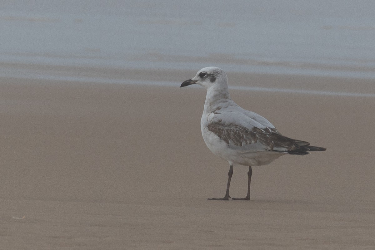 ニシズグロカモメ - ML644149768