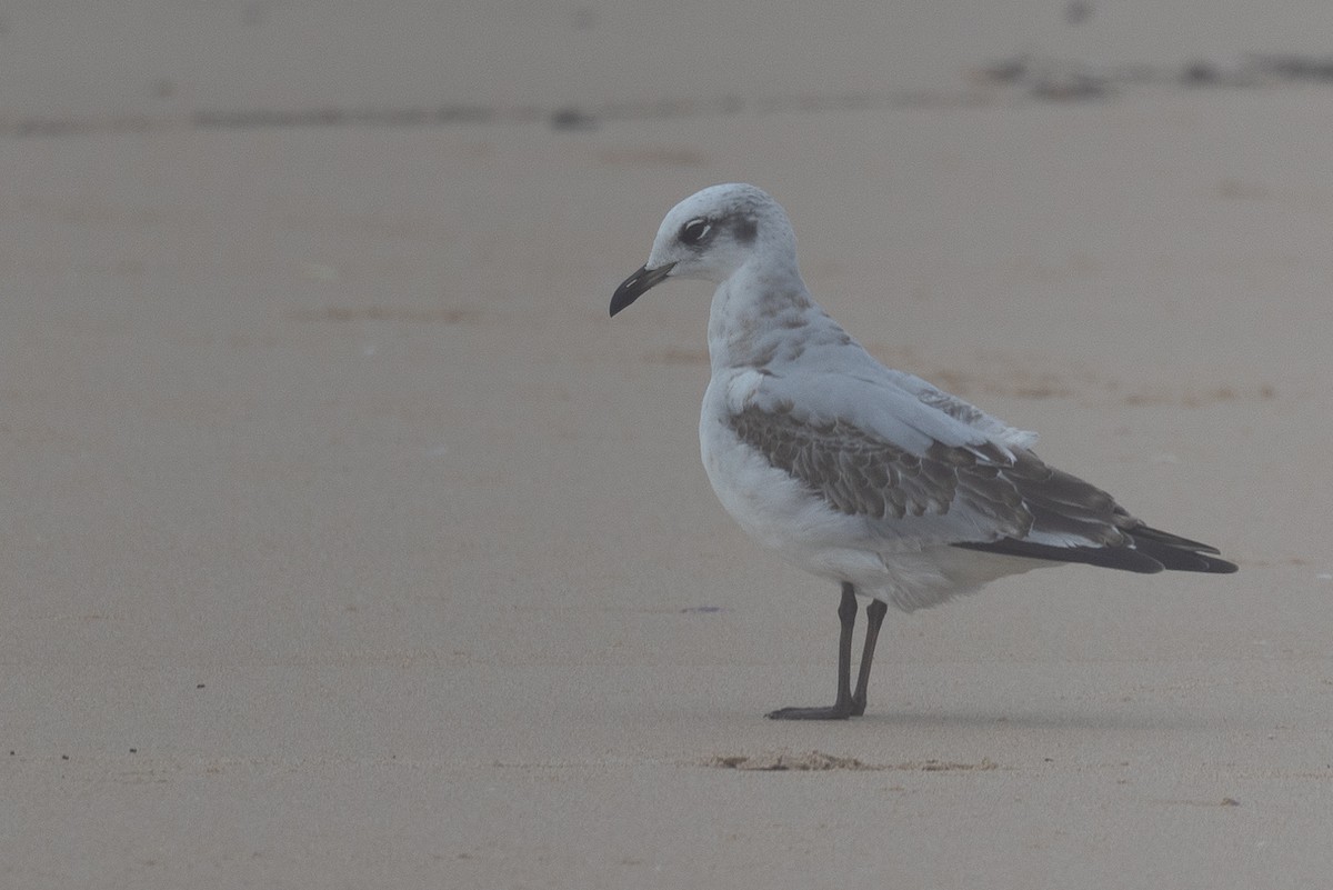 ニシズグロカモメ - ML644149775