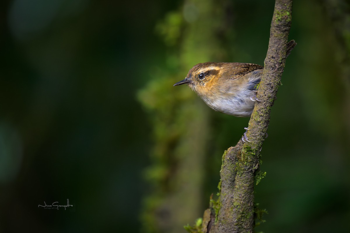 Mountain Wren - ML644149789