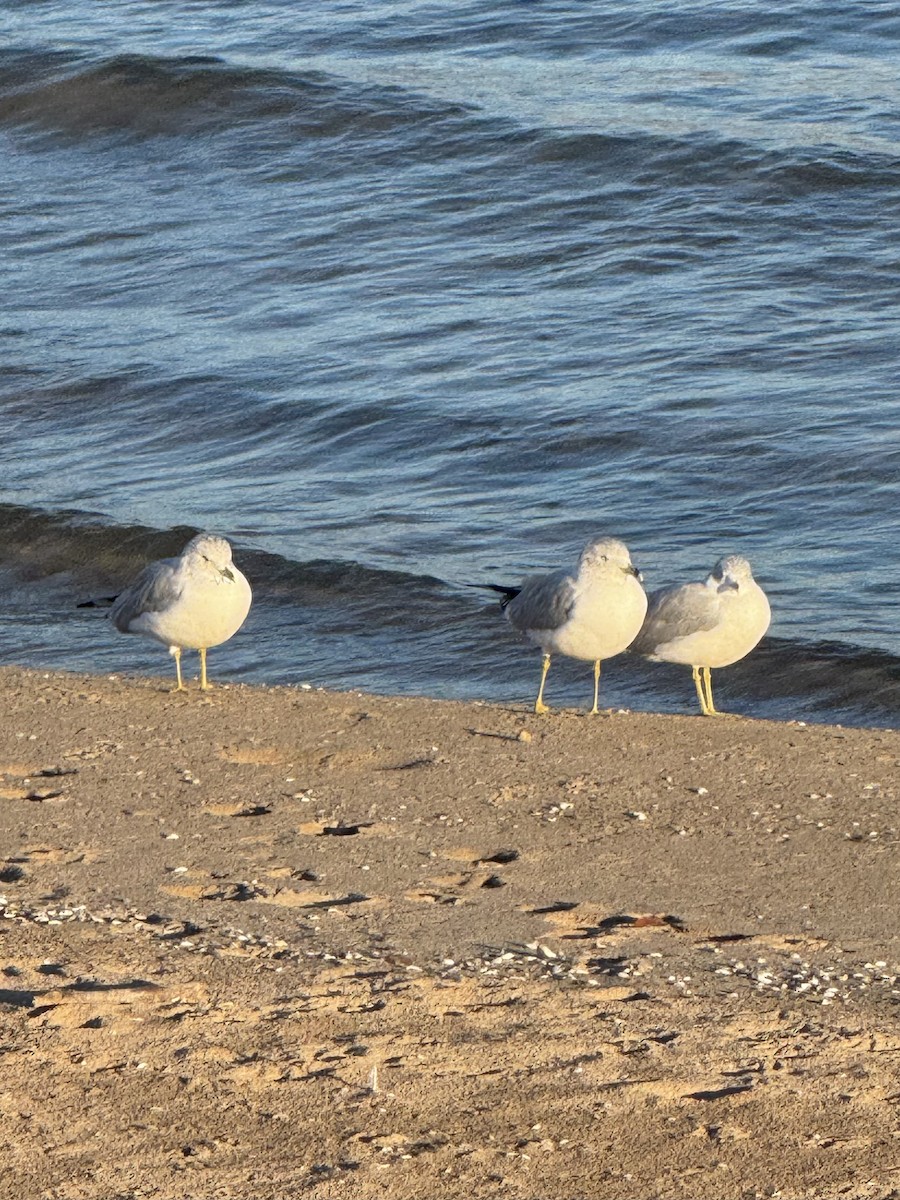 Ring-billed Gull - ML644149791