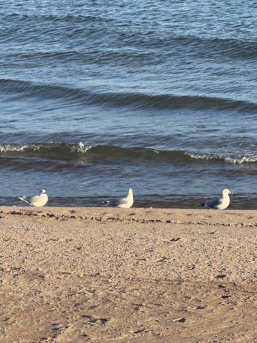 Ring-billed Gull - ML644149802