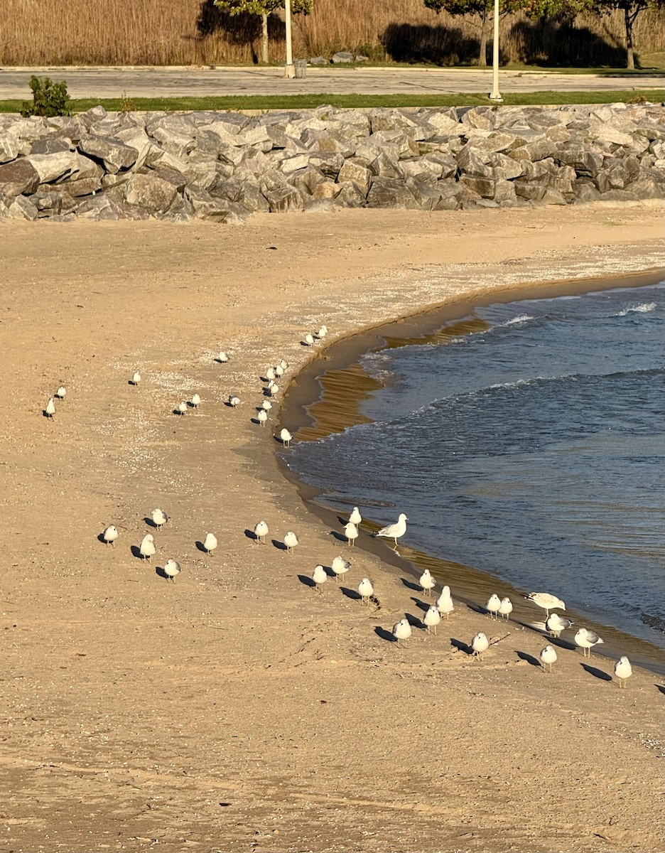 Ring-billed Gull - ML644149809