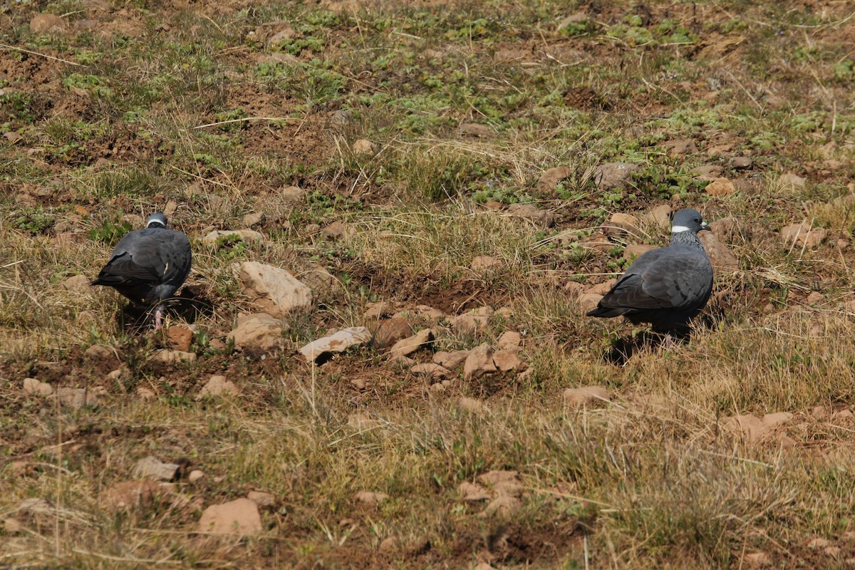 White-collared Pigeon - ML644149819