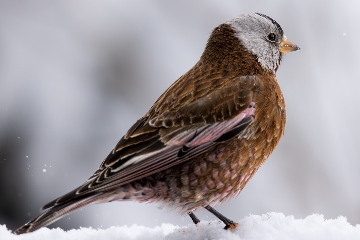 Gray-crowned Rosy-Finch - ML644149829