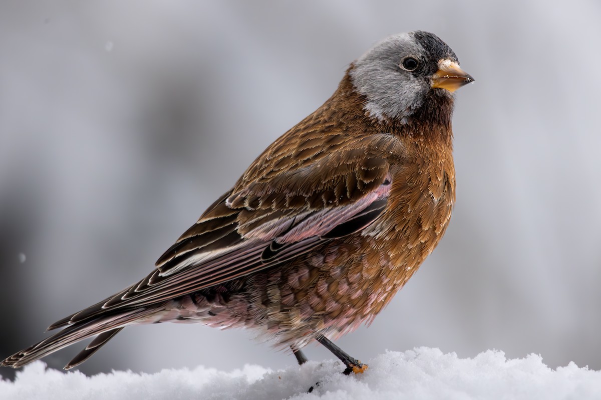 Gray-crowned Rosy-Finch - ML644149830