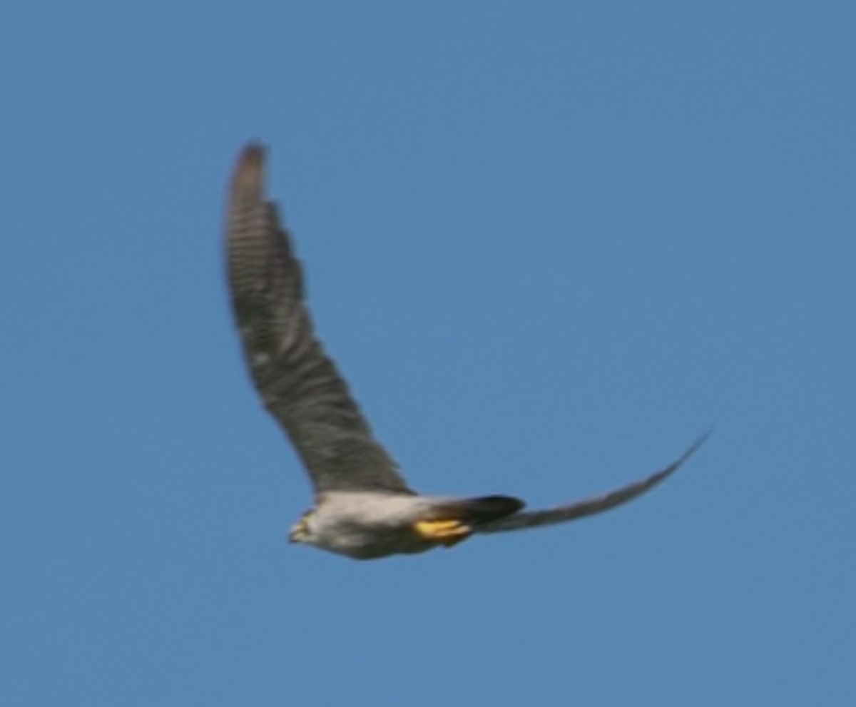 Peregrine Falcon - ML644149835