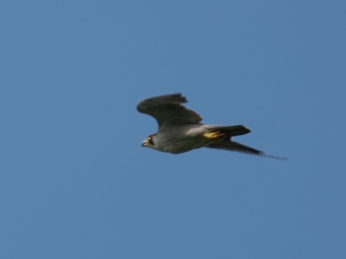 Peregrine Falcon - ML644149840