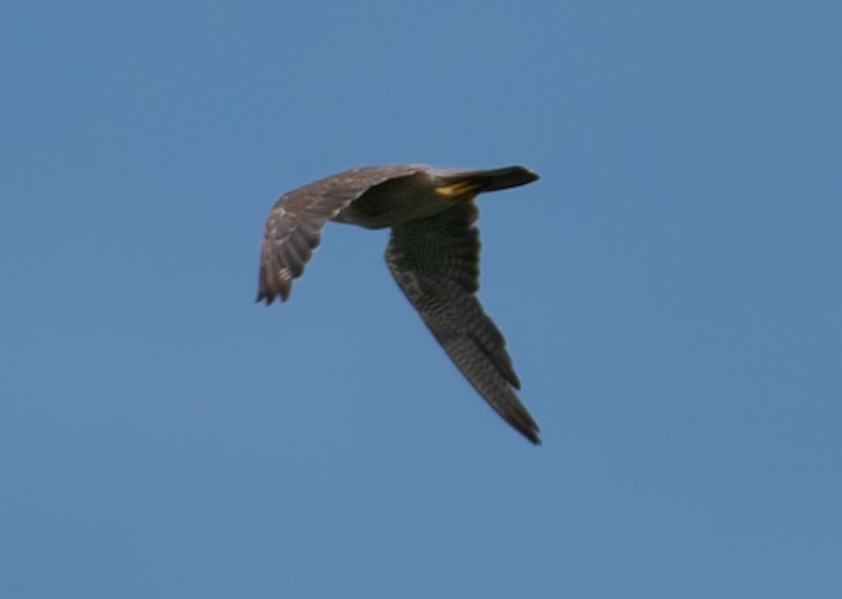 Peregrine Falcon - ML644149841