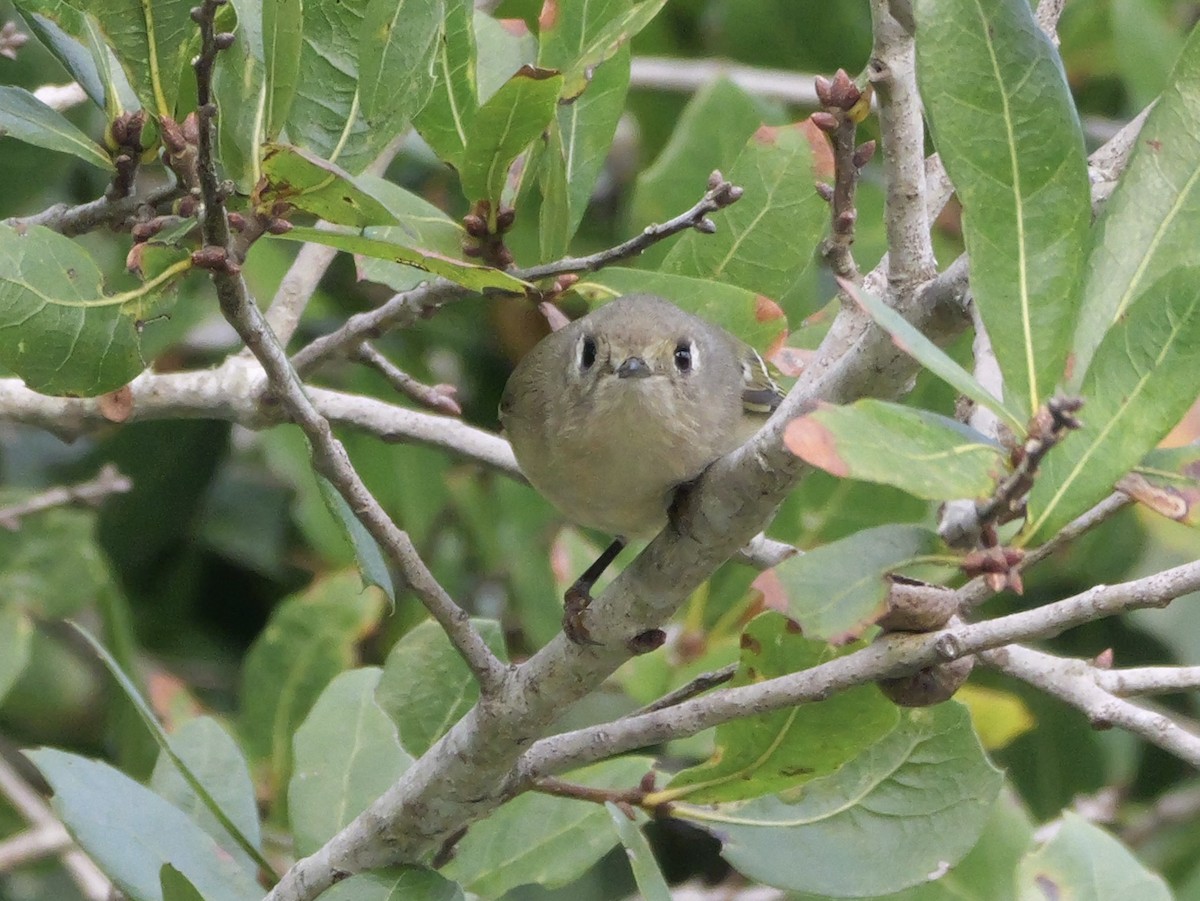 Ruby-crowned Kinglet - ML644149846