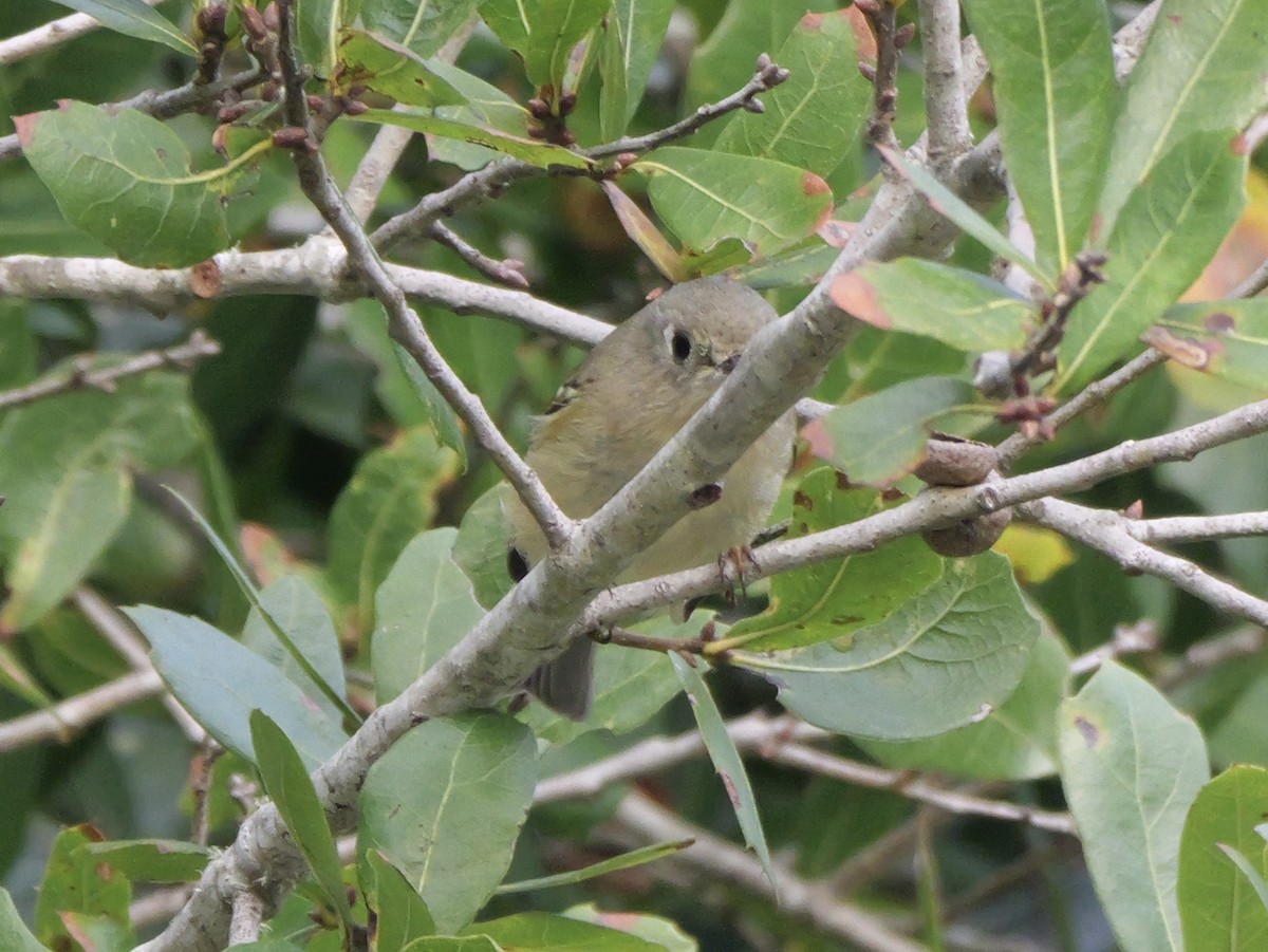 Ruby-crowned Kinglet - ML644149847